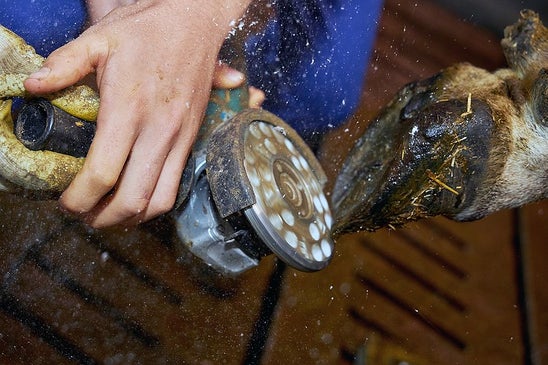 FSDietenheim Klauenpflege Praxis