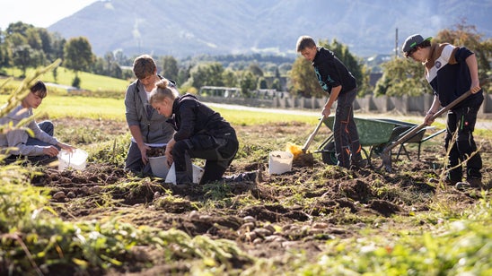 Schüler bei der Ernte von Kartoffeln an der FS Dietenheim