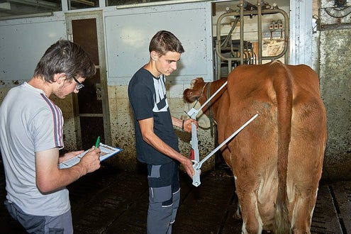 Praxis Viehwirtschaft Schüler im Stall Fleckvieh Zuchtwertschätzung