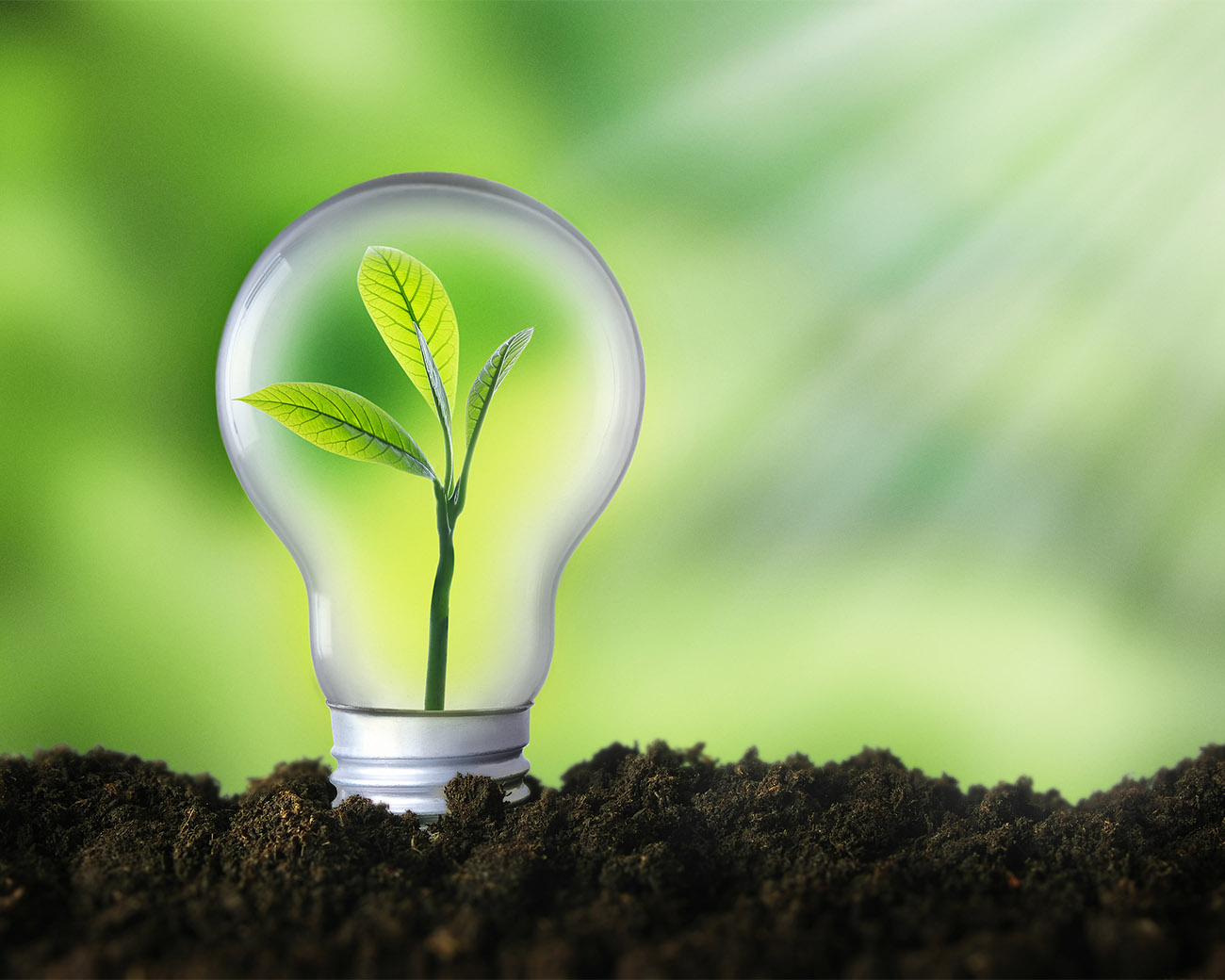 Lamp met jong plantje in aarde