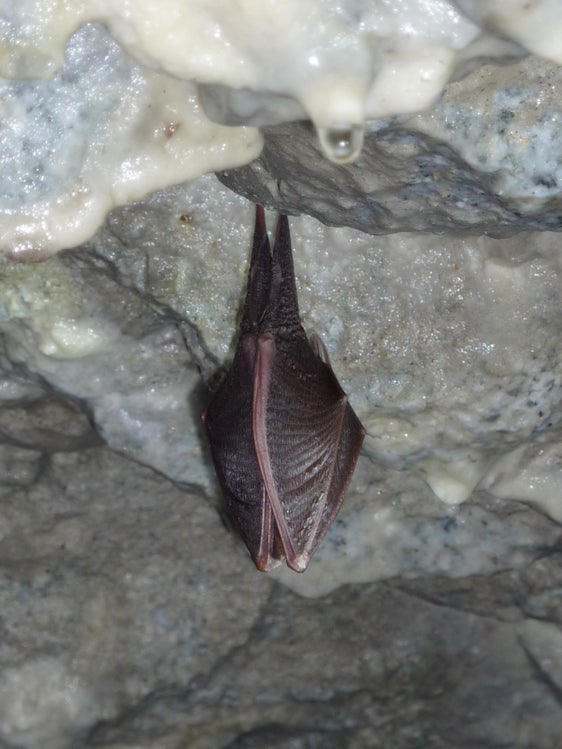 Ferro di cavallo maggiore in ibernazione (Archivio Ufficio Natura, Foto Georg Praxmarer, 2013)