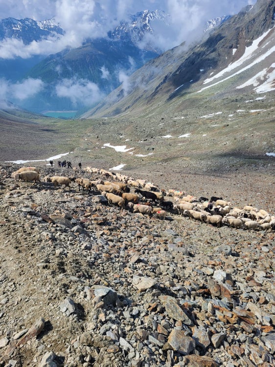 Transumanza in Val Senales (Foto: Johann Oberdörfer)
