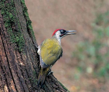 Studien und Erhebungen