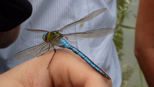 Vivere la natura nei biotopi