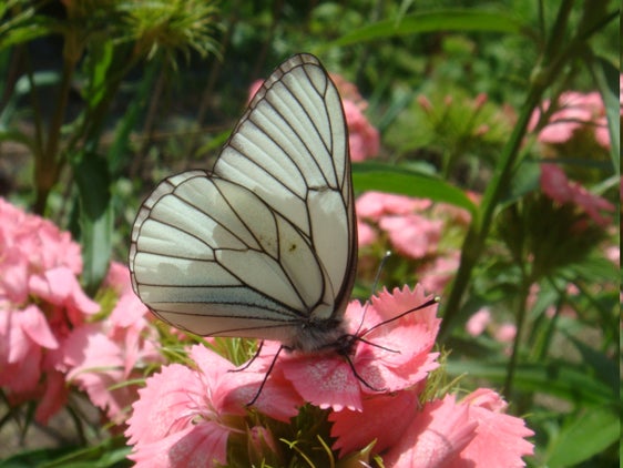 Le ali del pieride del biancospino (Aporia crataegi) sono uniformemente bianche. Inoltre, si notano chiaramente le nervature scure (Archivio Ufficio Natura, Foto Martin Mair).