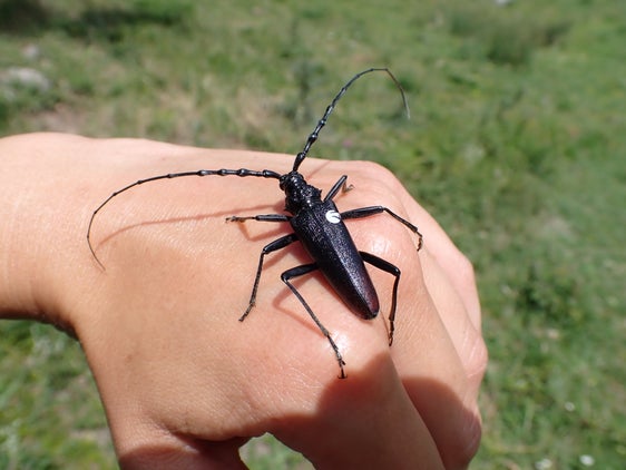 Cerambice della quercia con marcatura (monitoraggio, metodo capture-mark-recapture) - Archivio Ufficio Natura, Foto Audrey Marsy, 2023