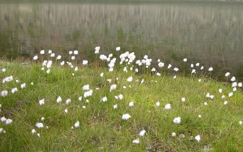 Prati magri e prati a torbiera bassa