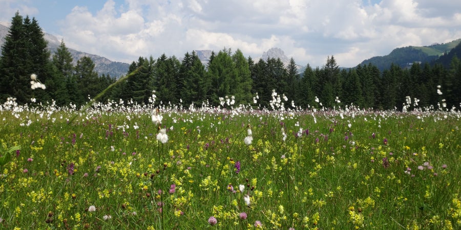 Prato umido con pennacchi, orchidee e cresta di gallo, Val Gardena (Archivio Ufficio Natura, 2019)