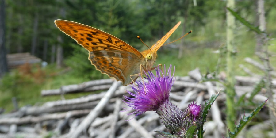 Kaisermantel (Archiv Amt für Natur, Foto Edith Bucher, 2022)
