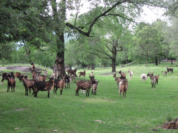 Ziegen im Biotop und Natura-2000-Gebiet Castelfeder in Montan (Archiv Amt für Natur, 2013)
