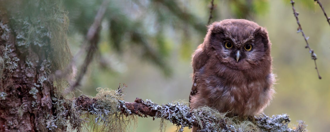 La civetta capogrosso, un piccolo rapace notturno, è presente soprattutto nelle foreste estese di conifere (Archivio Ufficio Natura, Manuel Plaickner, 2011).