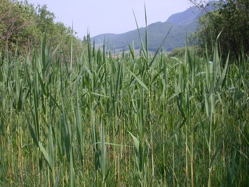 Schilfbestand, Kalterer See (Archiv Amt für Natur)