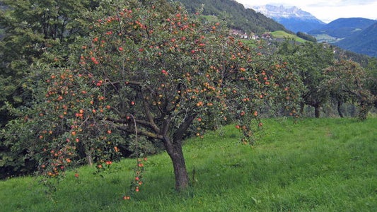 Castagneti e prati con radi alberi da frutto