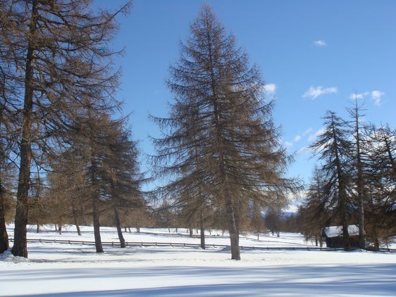 Paesaggio invernale di un prato alberato con larici a Salten (Archivio Ufficio Natura, Foto Martin Mair, 2008)