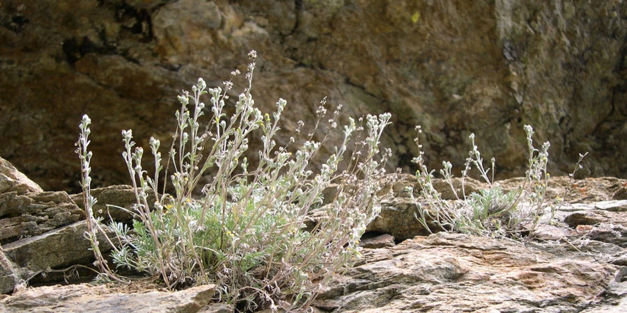 L'Artemisia genipi cresce tra spaccature nelle rocce e macereti (Archivio Ufficio Natura, Foto Ulrike Gamper, 2011)