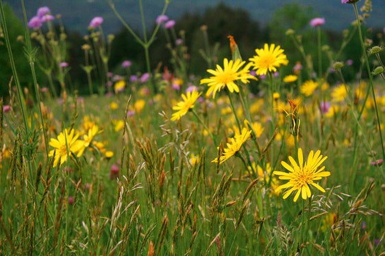 Prato di montagna ricco di specie (Archivio Ufficio Natura; Foto Sepp Hackhofer, 2007)