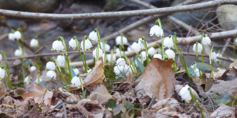 Frühlings-Knotenblume (Archiv Amt für Natur, Foto Edith Bucher, 2022)
