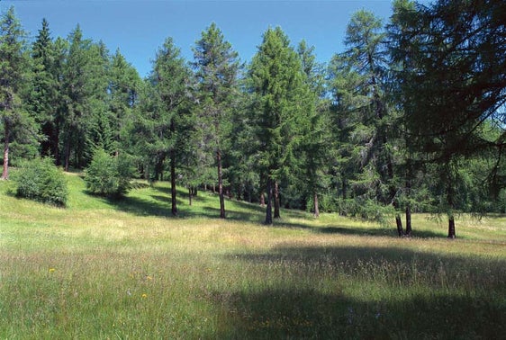 Prato alberato con larici  in Val Fiscalina, Sesto (Archivio Ufficio Natura, Foto Sepp Hackhofer)