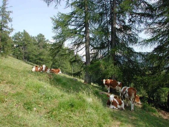 Pascolo alberato con larici, mucche al pascolo (Archivio Ufficio Natura)