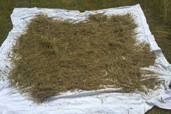 Affinchè il semente si asciughi bene, viene steso su dei teli (Archivio Ufficio Natura, Foto Mauro Tomasi).