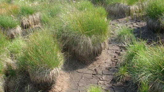 Habitat umidi senza vegetazione legnosa