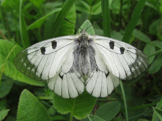 La farfalla mnemosine (Parnassius mnemosyne) presenta delle macchie nere sulle ali. Questa caratteristica la distingue dalla simile pieride del biancospino (Aporia crataegi).
(Archivio Ufficio Natura, Foto Robin Fox)