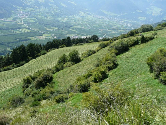 Siepi a Tanas, Lasa (Archivio Ufficio Natura, 2010)