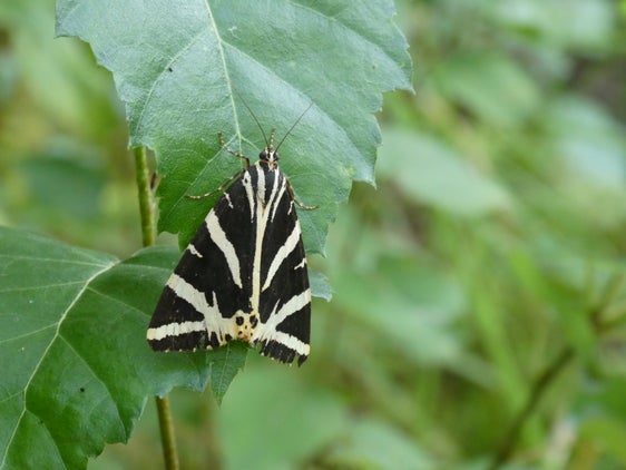 Le ali anteriori della falena tigre sono nere con delle bande bianco-giallastre (Archivio Ufficio Natura, Foto Edith Bucher, 2022)