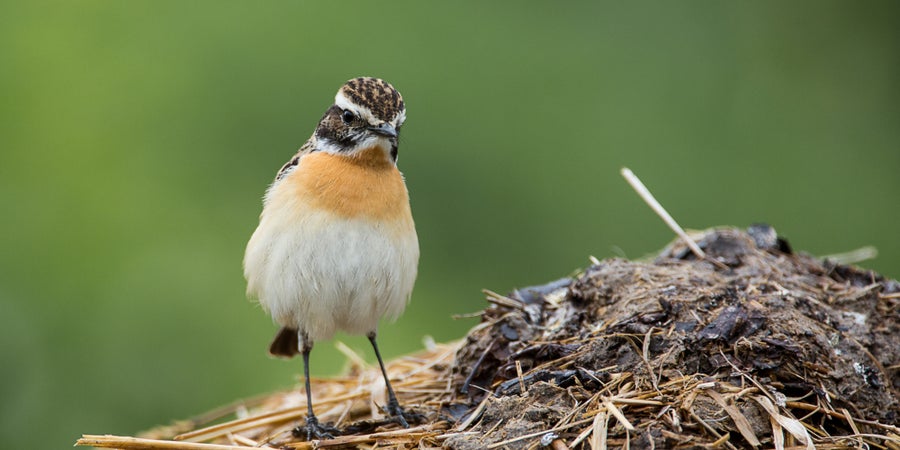 Das Braunkehlchen fängt seine Beute oft im Flug und benötigt offene Flächen (Archiv Amt für Natur, Sepp Hackhofer, 2017).