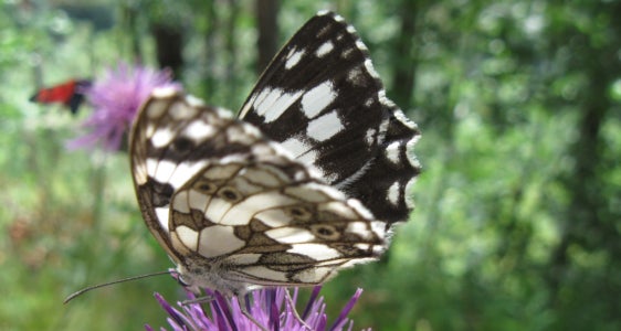 Liste Rosse dell'Alto Adige