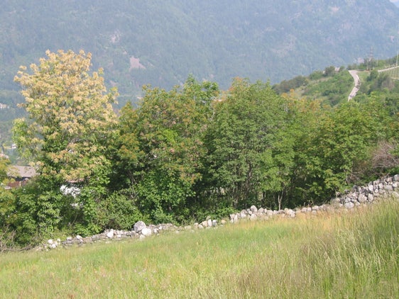 Siepe con muro a secco, Naz-Sciaves (Archivio Ufficio Natura, Foto Stefan Gasser, 2004)