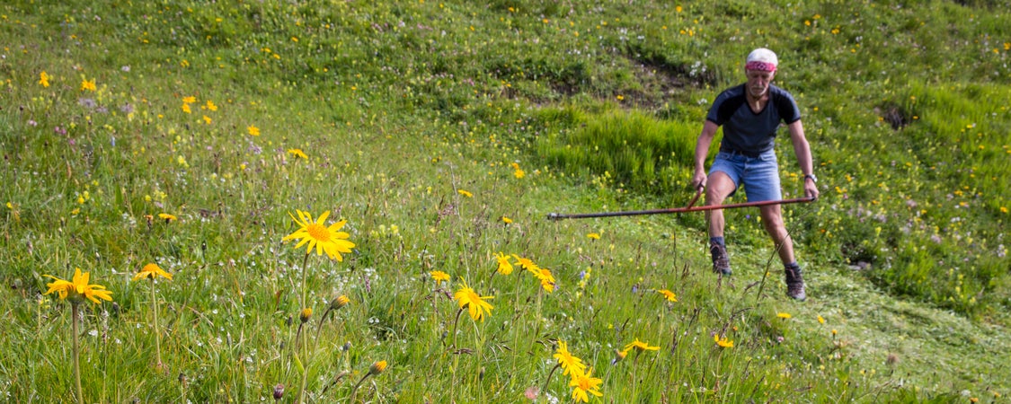 Sfalcio di un prato montano (Archivio Ufficio Natura, Foto Sepp Hackhofer, 2014)