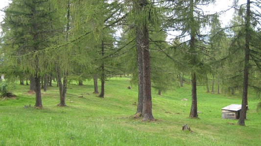 Prati ricchi di specie alberati