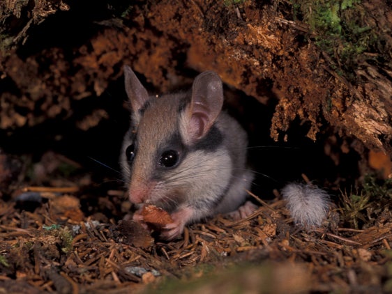 A differenza degli altri gliridi, con abitudini prevalentemente arboree, il topo quercino (Eliomys quercinus) si muove spesso a terra. Predilige nascondersi sotto pietre e radici degli alberi o nelle tane. (Archivio Museo Scienze Naturali Alto Adige, Foto Valter Pallaoro)