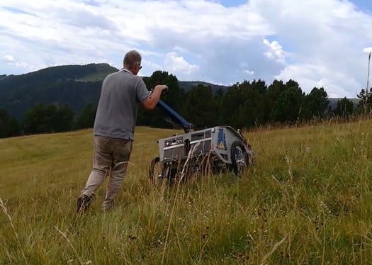 Beerntet wird mit einem speziellen Gerät, das die reifen Samen von den Blütenständen abstreift (Archiv Amt für Natur, Foto Mauro Tomasi).
