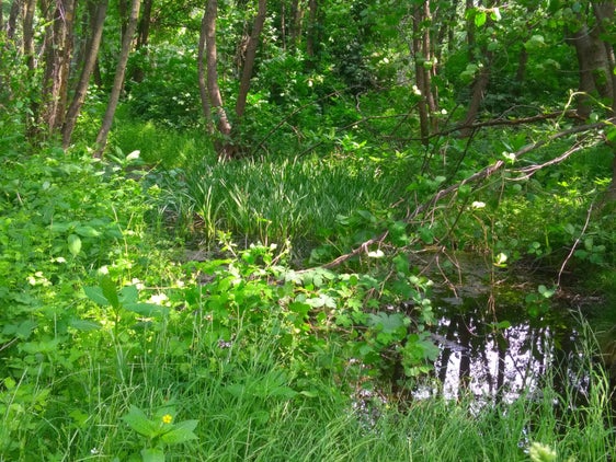 Biotopo e sito Natura 2000 Ontaneto di Sluderno (Archivio Ufficio Natura, Foto Ulrike Gamper, 2021)