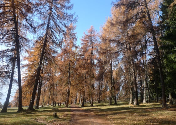 Prato alberato con larici in autunno a Giovo (Tschaufen), Meltina (Archivio Ufficio Natura, Foto Martin Mair, 2018)