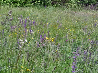 Prati di montagna ricchi di specie