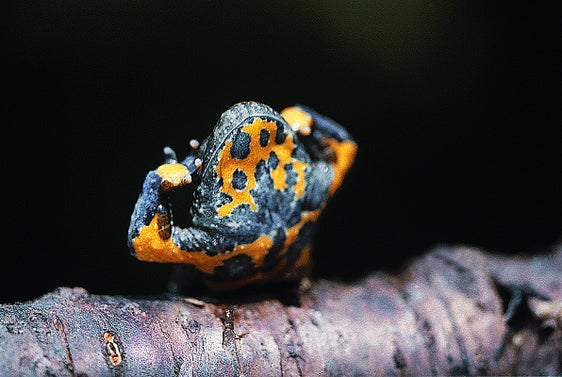 Interessante: In caso di pericolo l'ululone dal ventre giallo inarca la schiena mostrando le macchie gialle. (Archivio Ufficio Natura)