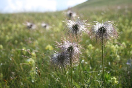 Autochthones Saatgut und biogeographische Zonen
