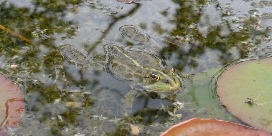 Rana verde (Archivio Ufficio Natura, Foto Edith Bucher, 2016)