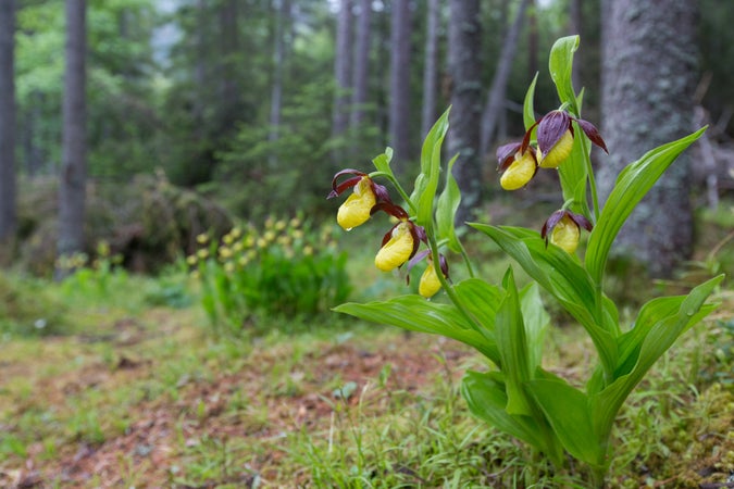 Le pianelle della Madonna, una specie di interesse comunitario (Archivio Ufficio Natura, Foto Sepp Hackhofer)