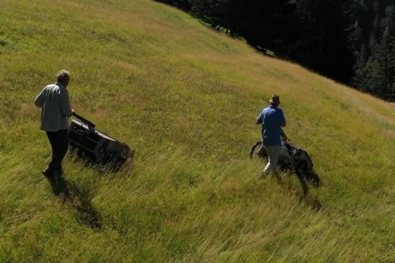 Beerntet wird sobald die Samen ausgereift sind (Archiv Amt für Natur, Foto Mauro Tomasi).
