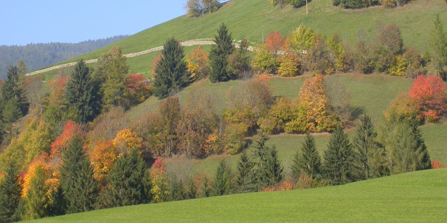 Siepi in autunno, Marebbe (Archivio Ufficio Natura, 2005)