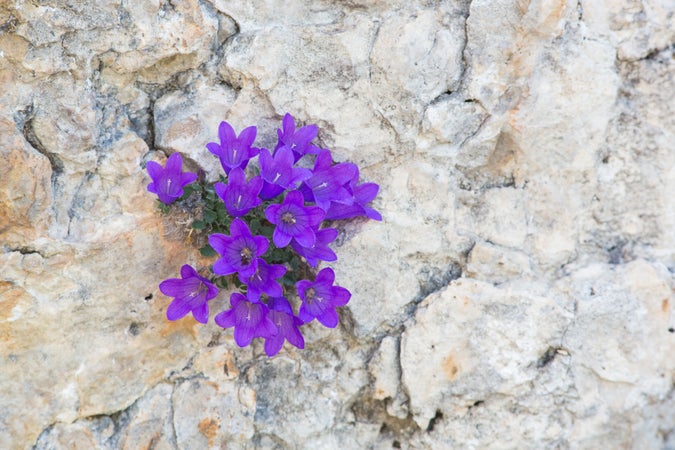 Die Moretti-Glockenblume wächst in Spalten von Kalkfelsen (Archiv Amt für  Natur, Foto Sepp Hackhofer).