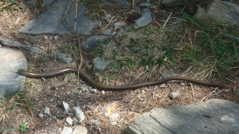 Die Blindschleiche, weder Schlange noch Echse (Archiv Amt für Natur, Foto Martin Mair, 2010)