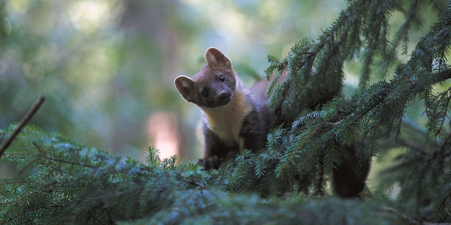 La martora è un abitante del bosco (Archivio Ufficio Natura, Foto Maurizio Bedin, 2004).