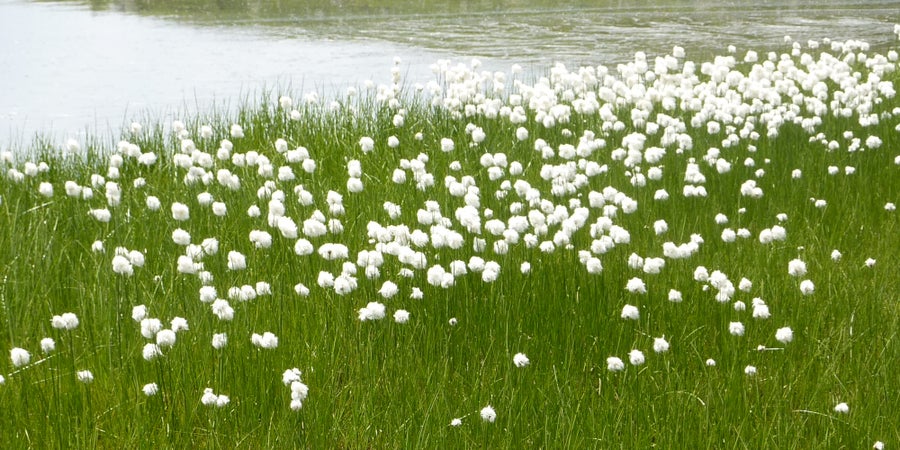 Wollgras im Naturdenkmal Samerberg-Moos, Proveis (Archiv Amt für Natur, Foto Georg Praxmarer, 2010)