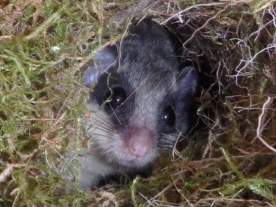 Baumschläfer gesucht