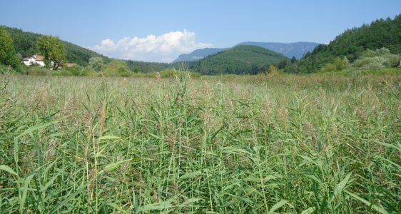 Lo sfalcio di canneto è vietato nei mesi estivi.
Lago Grande di Monticolo (Archivio Ufficio Natura, Foto Ladurner, 2011)